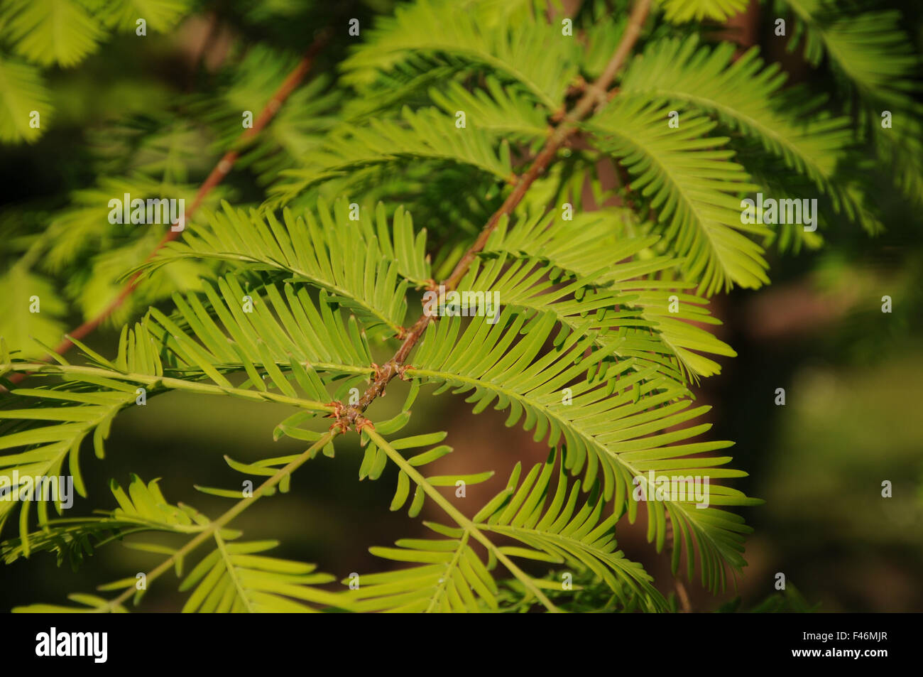 Dawn redwood Stockfoto