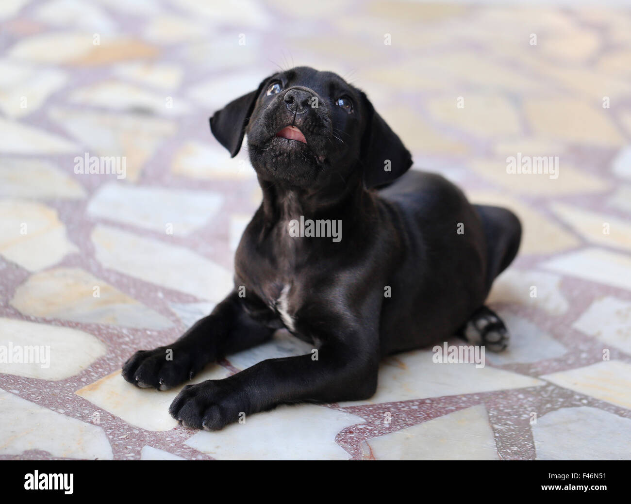 Schöne schwarze Welpen, die auf dem Boden liegend Stockfoto