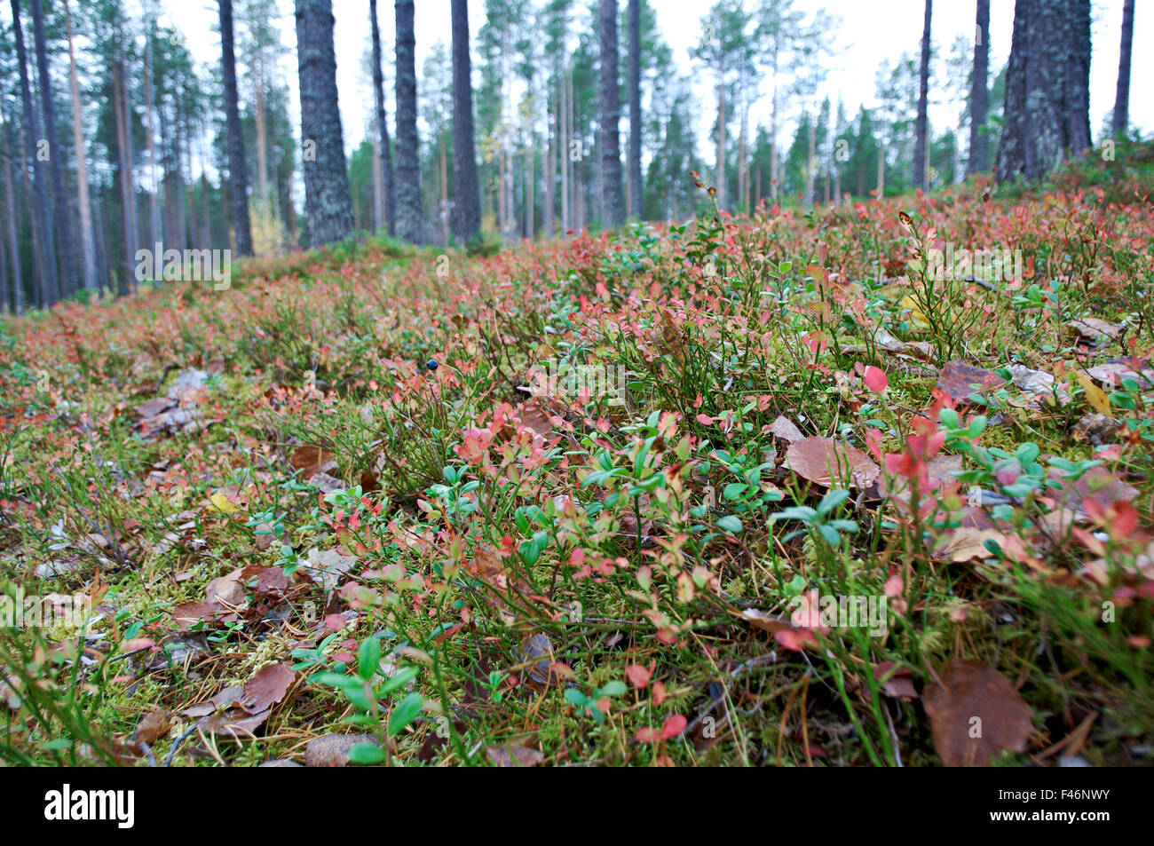 herbstliche Dichte Waldlandschaft. Tiefen Taiga Forest.Russia Stockfoto