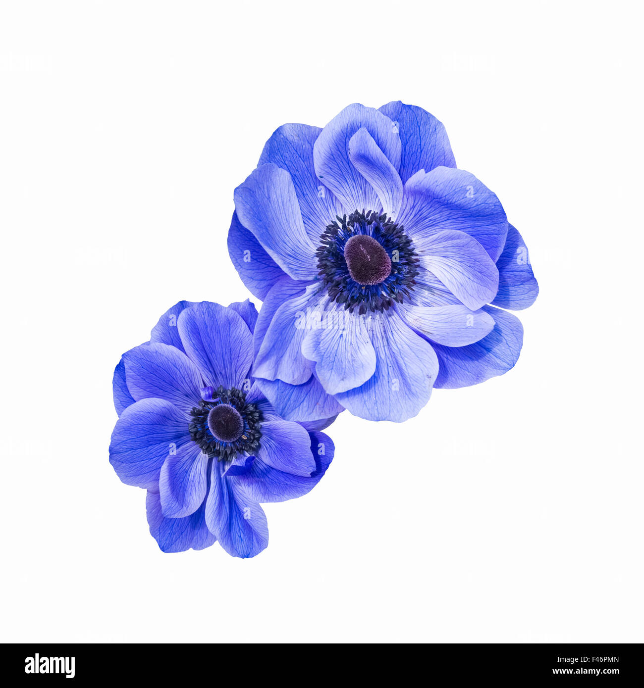 blaue Anemone Coronaria isoliert Stockfoto