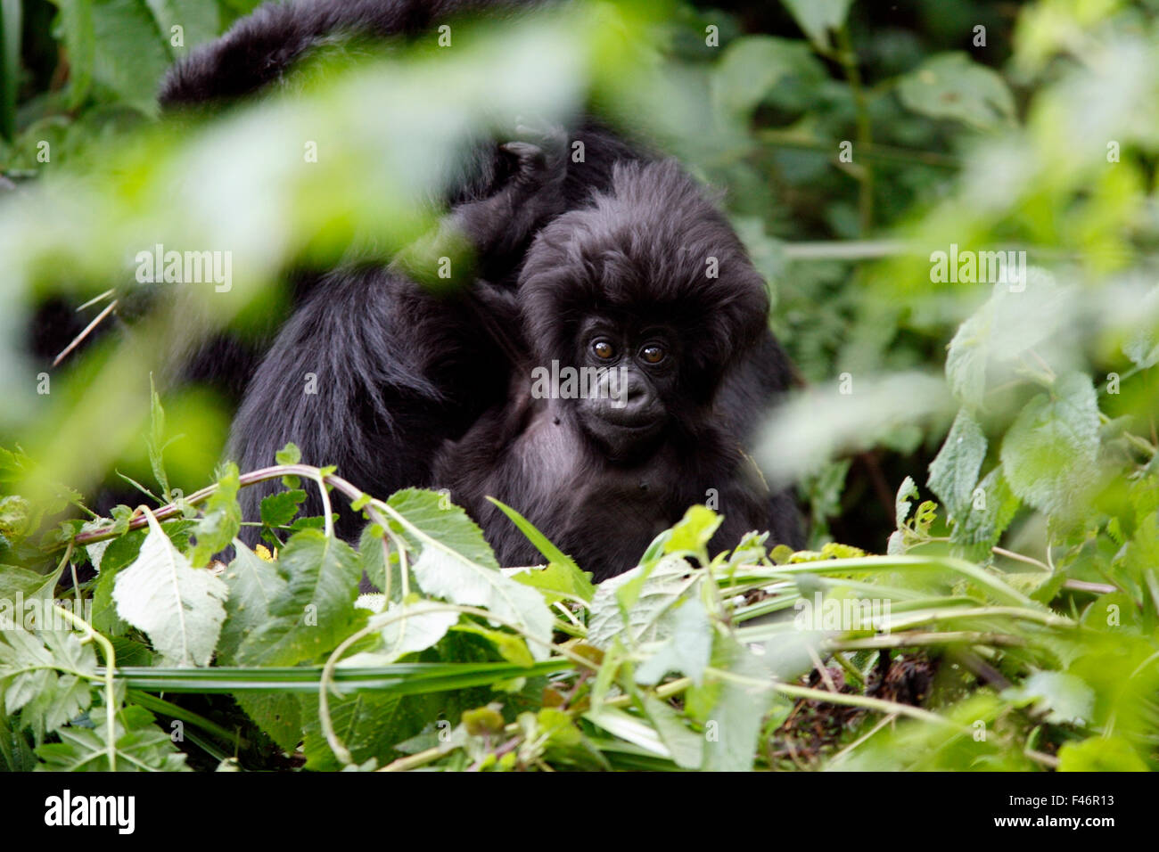 Ein Gorilla, Ruanda. Stockfoto