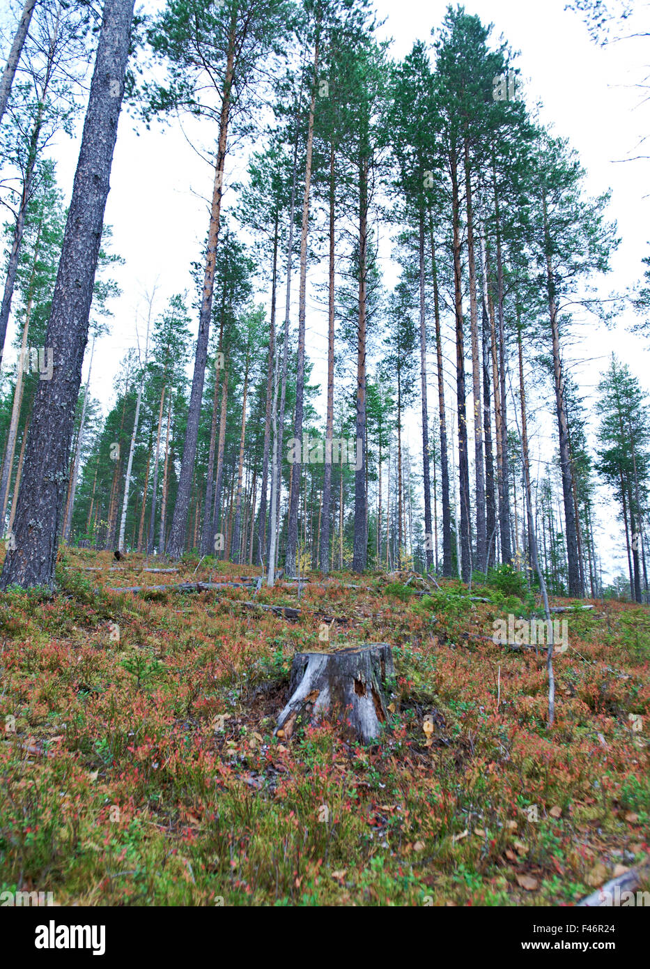 herbstliche Dichte Waldlandschaft. Tiefen Taiga Forest.Russia Stockfoto