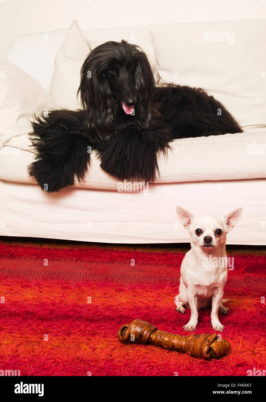 Zwei Hunde und eine Dogbone. Stockfoto