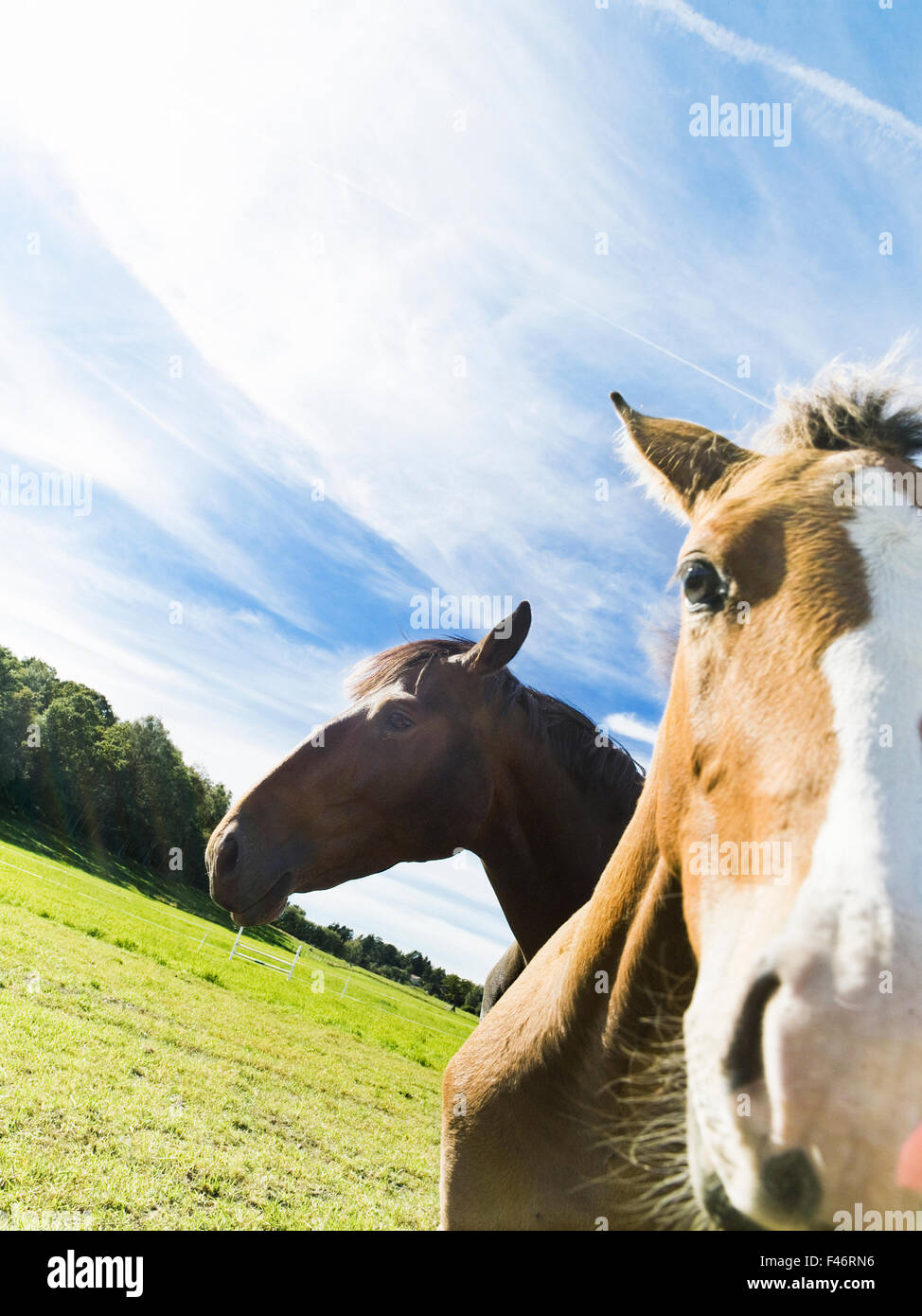 Zwei Pferde einen sonnigen Tag, Schweden. Stockfoto
