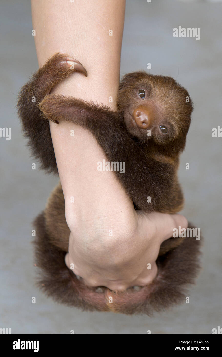 Hoffmanns zwei – Finger Faultier (Choloepus Hoffmanni) verwaisten Baby klammerte sich an die Person, die Arme, Aviarios Sloth Sanctuary, Costa Rica Stockfoto