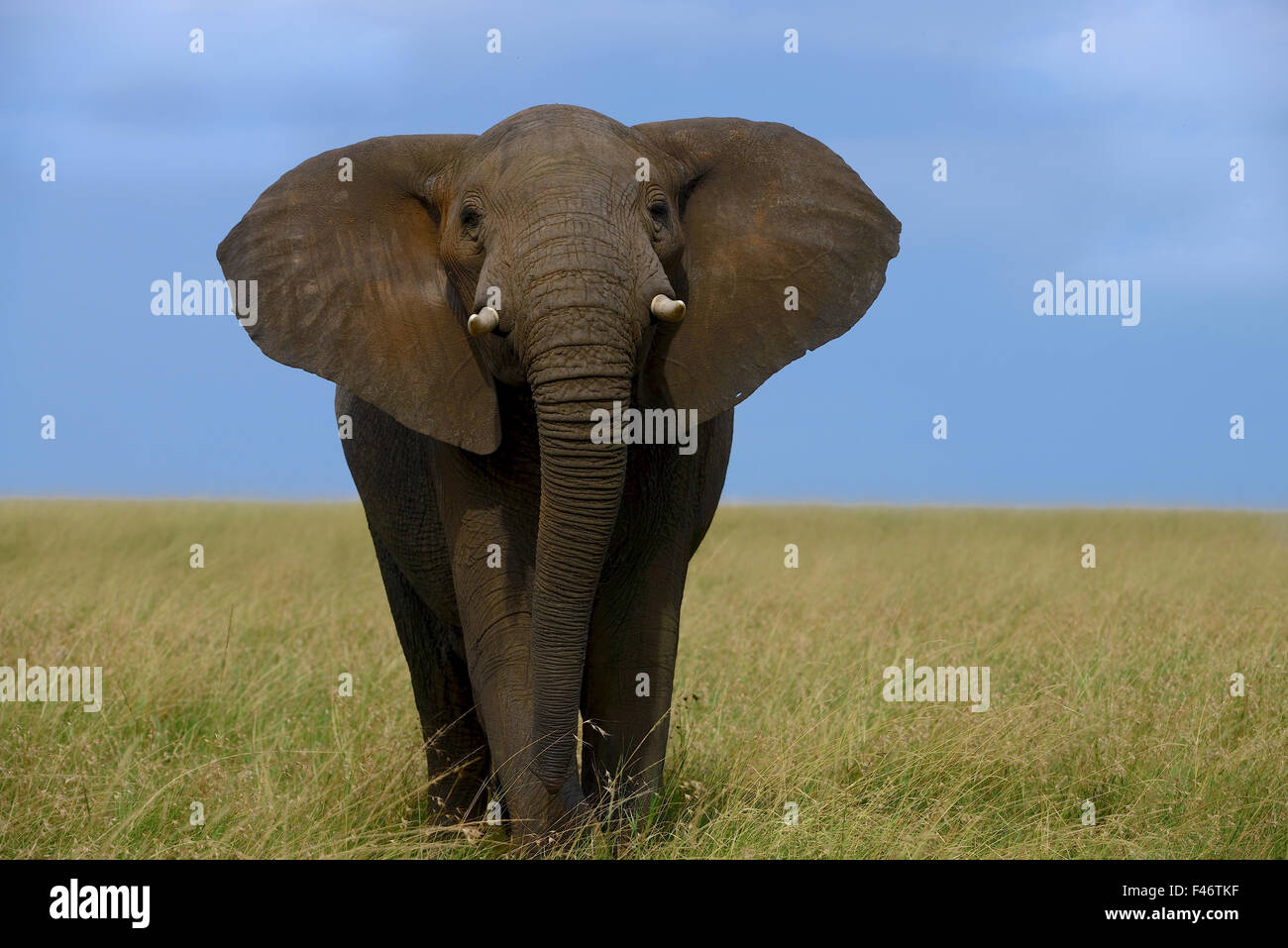MASSIVE ELEFANT!  Elefanten in der Savanne perfekt! Stockfoto