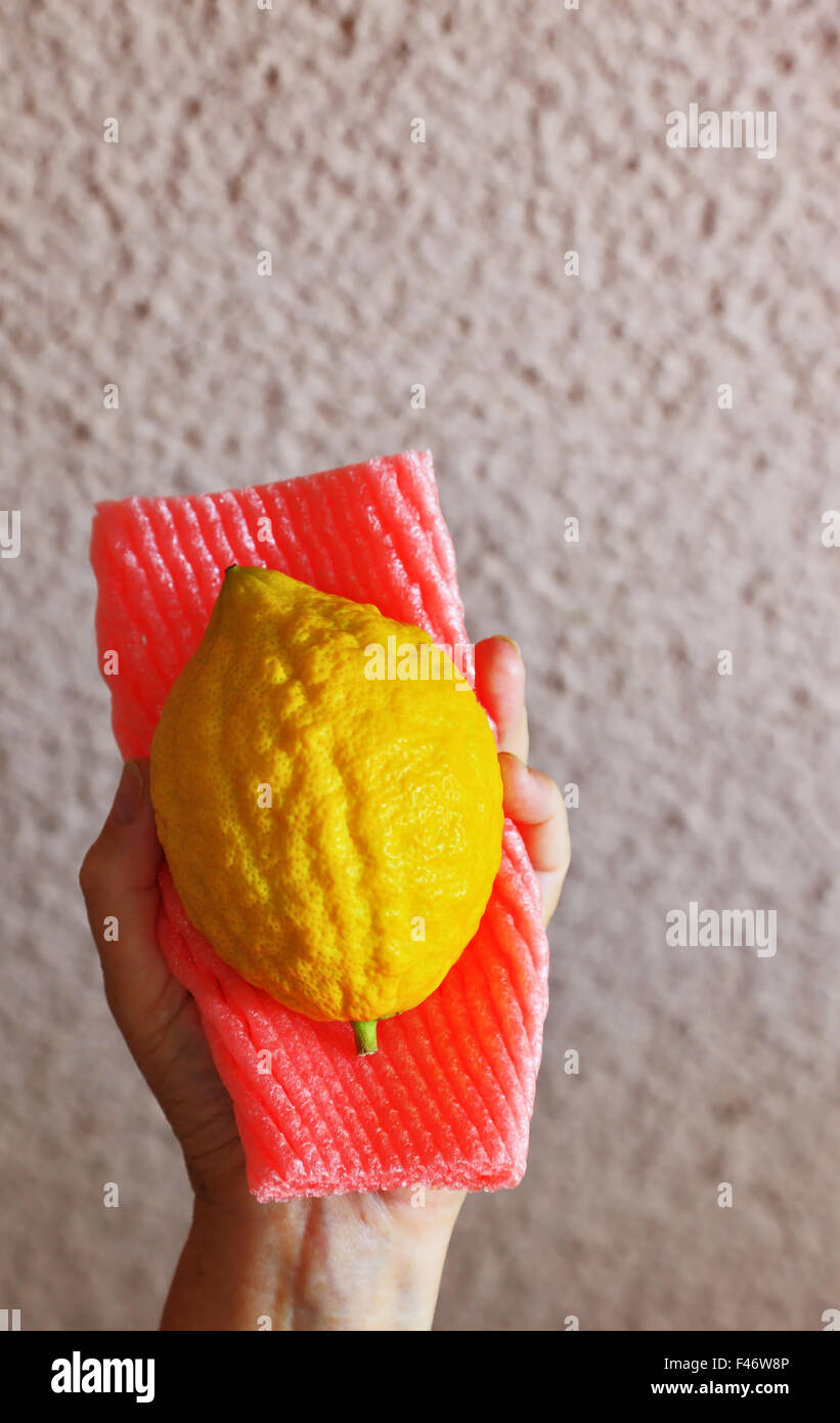 Der Etrog in weiblicher hand Stockfoto