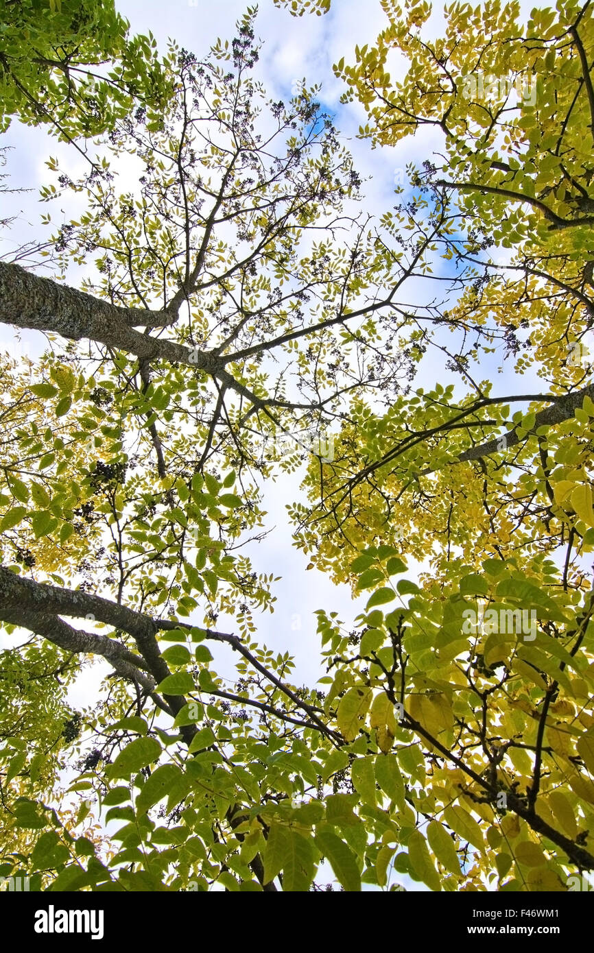 Amur Cork Äste gegen den Himmel in Schweden im Oktober. Stockfoto