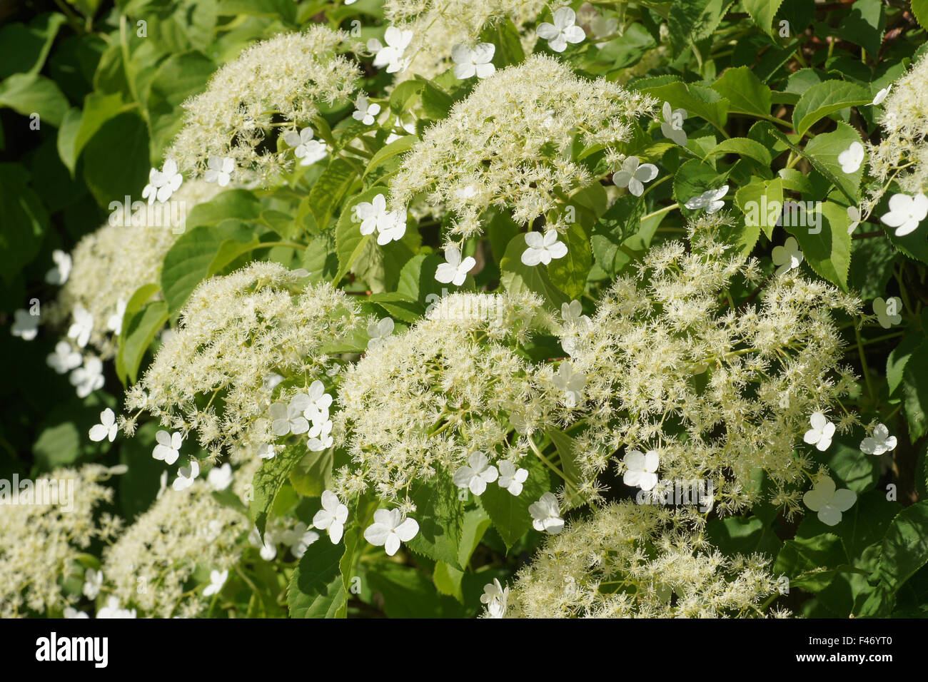 Kletter Hortensie Stockfoto