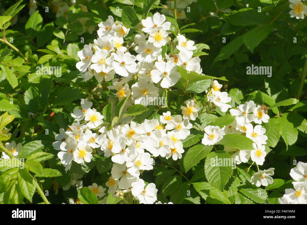 Multiflora rose Stockfoto