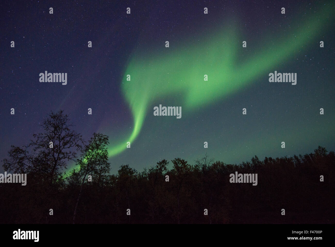 Nordlicht oder Aurora Borealis über Bäume, Kvikkjokk, Lappland, Schweden Stockfoto