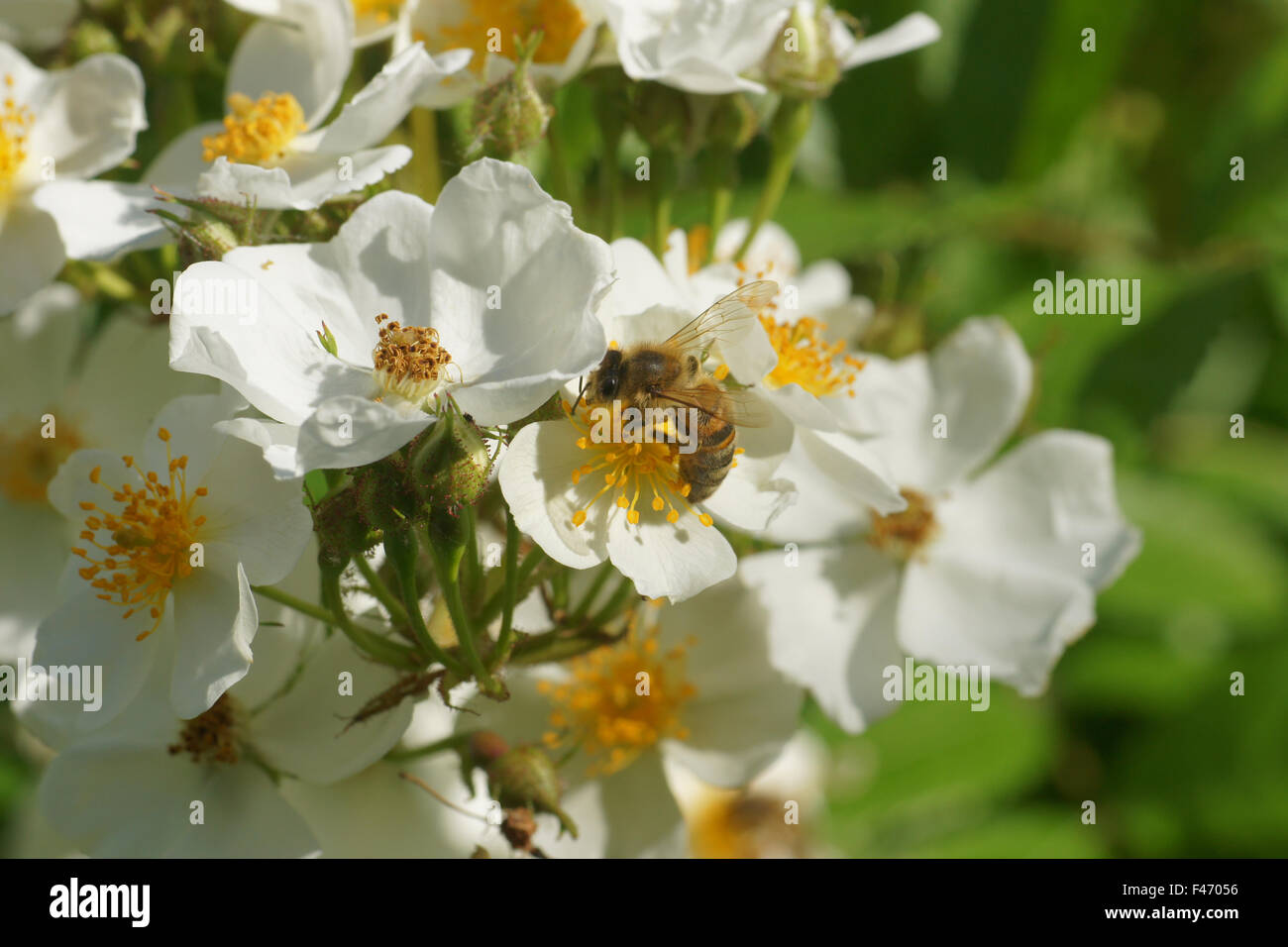 Multiflora rose Stockfoto