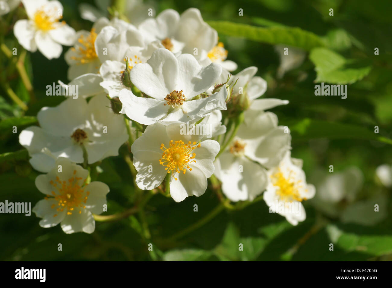 Multiflora rose Stockfoto