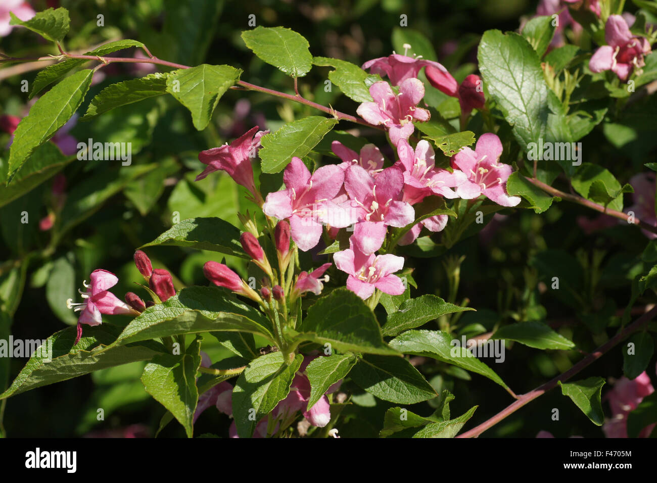 Weigelia weigela florida Fotos und Bildmaterial in hoher Auflösung