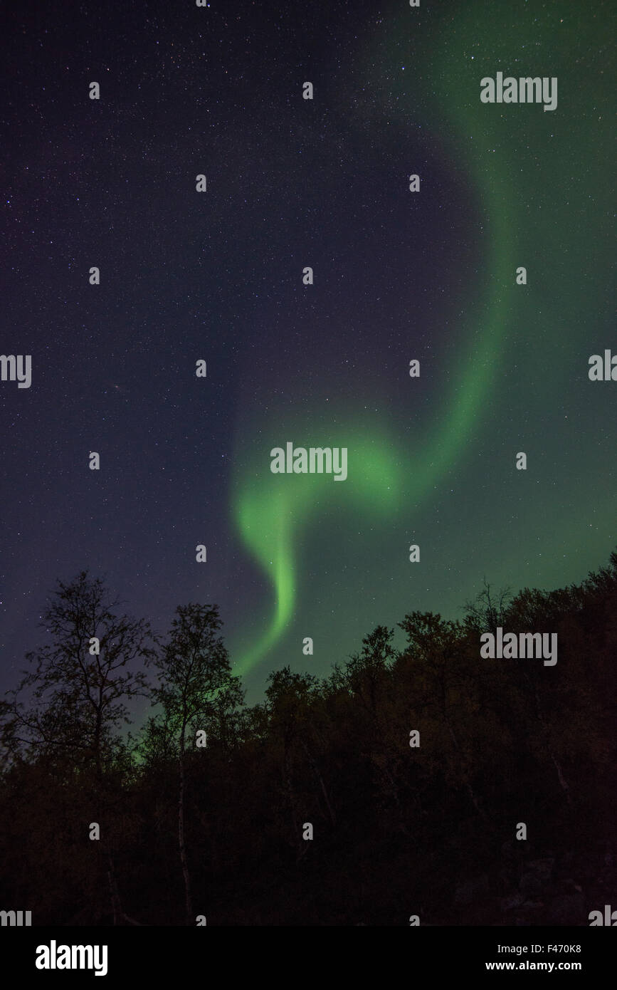 Nordlicht oder Aurora Borealis über Bäume, Kvikkjokk, Lappland, Schweden Stockfoto