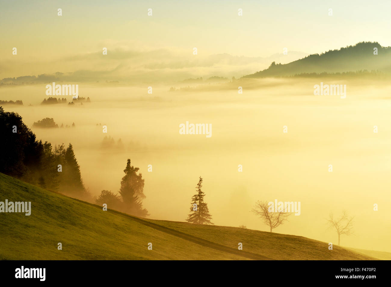 Wald bedeckt im Nebel, Rothenthurm, Kanton Schwyz, Schweiz Stockfoto