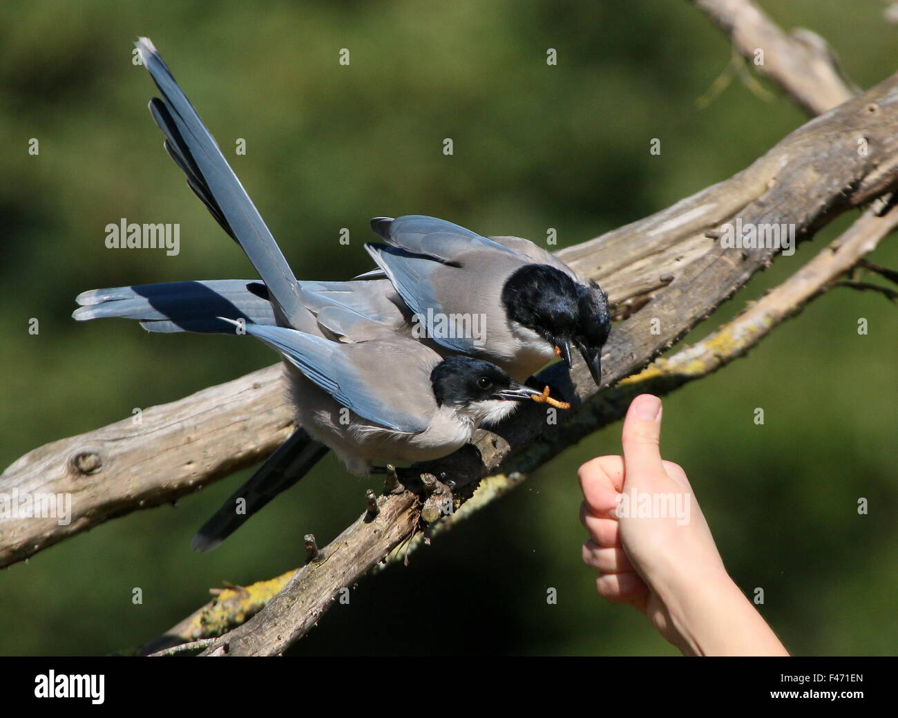 Gruppe der asiatischen Azure geflügelte Elstern (Cyanopica Cyanus) gefüttert von einem Vogel-Handler im Avifauna Vogel Zoo, Alphen, Niederlande Stockfoto