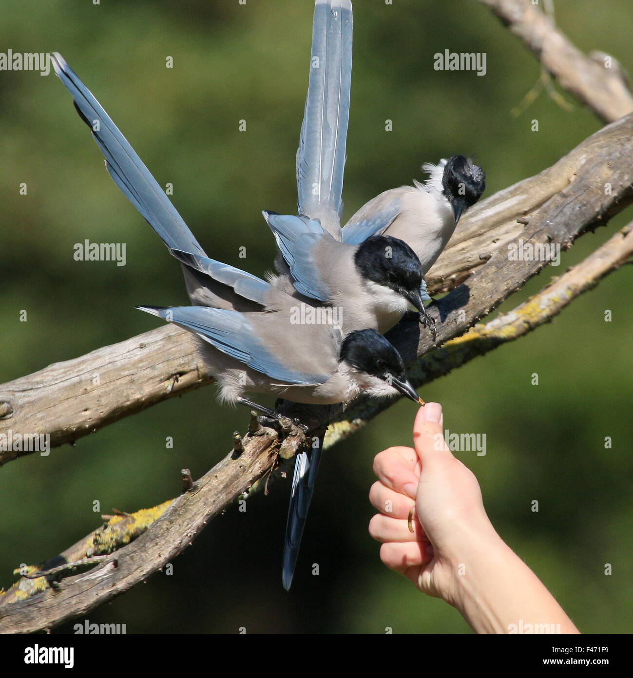 Gruppe der asiatischen Azure geflügelte Elstern (Cyanopica Cyanus) gefüttert von einem Vogel-Handler im Avifauna Vogel Zoo, Alphen, Niederlande Stockfoto