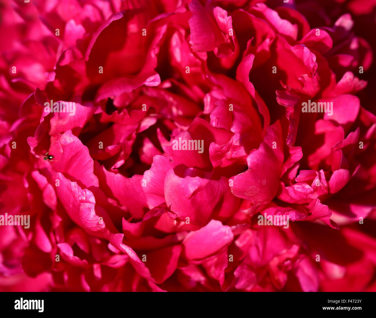 helle schöne Foto Blume rosa Pfingstrose Stockfoto