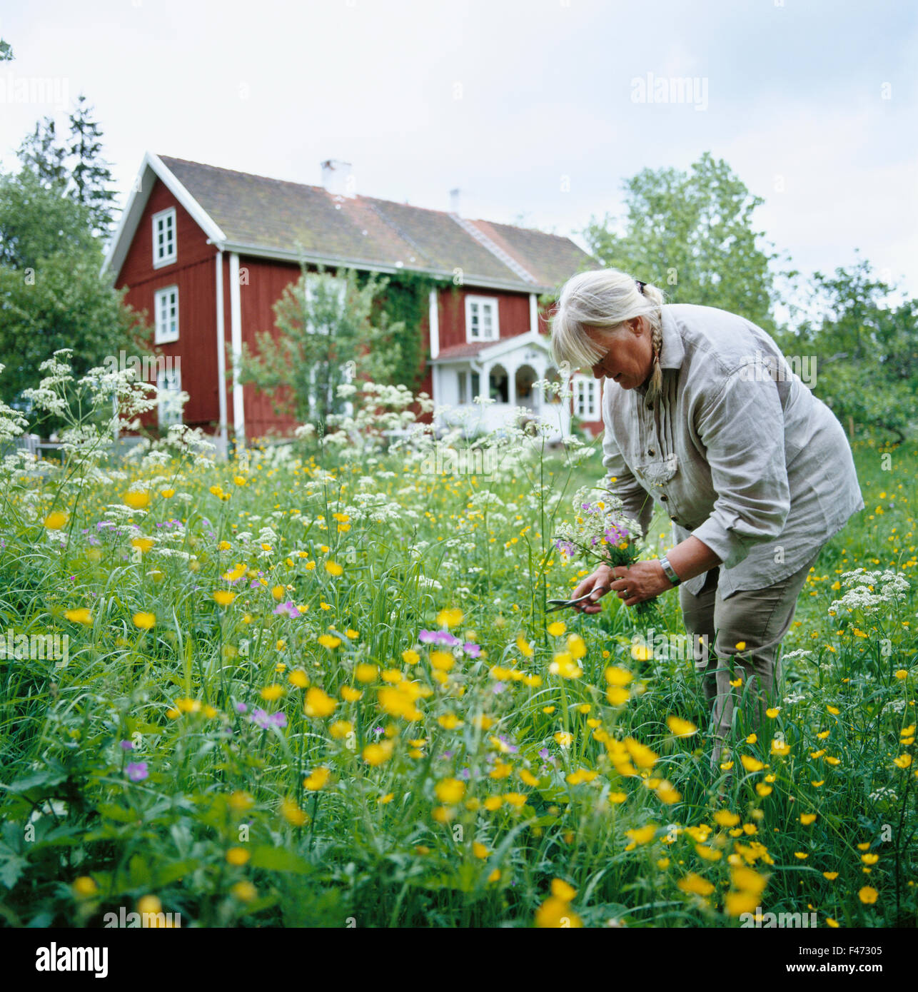 Eine Frau, Blumenpflücken, Schweden. Stockfoto