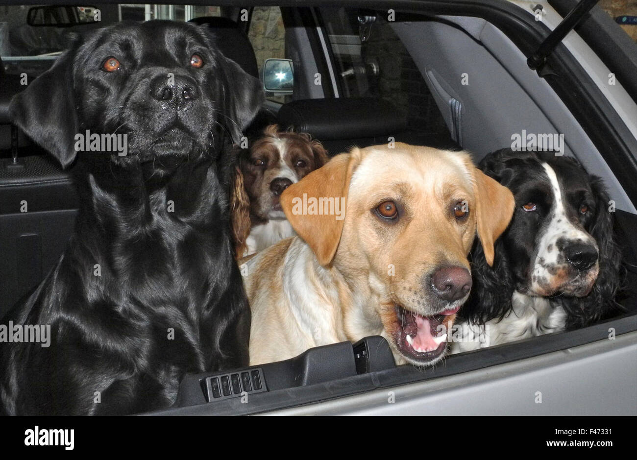 Labradore und Springer Spaniels auf der Hut im Auto Alarm bellende Hunde Stockfoto