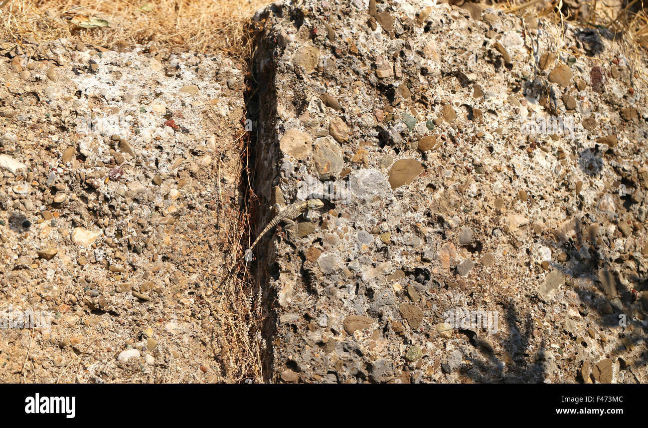 Vintage Mauereidechse, die von der Sonne beleuchtet Stockfoto