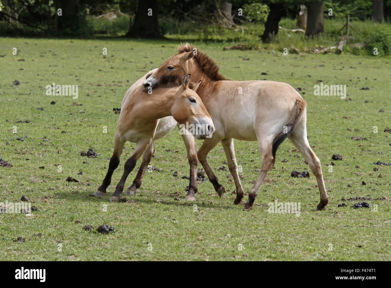 Przewalski Pferde, Fohlen Stockfoto