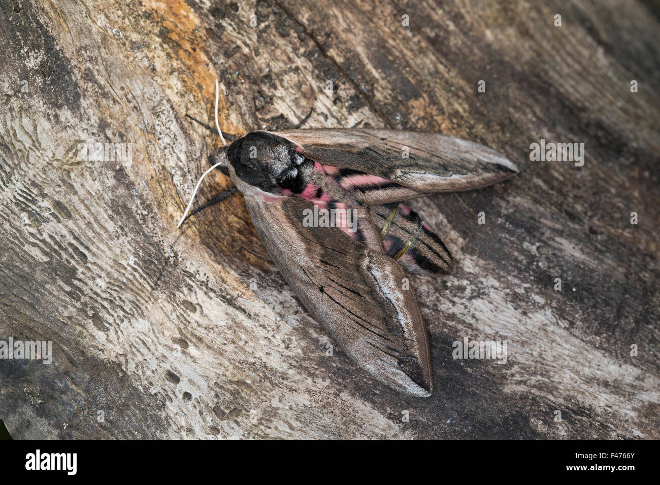 Liguster Hawkmoth, Liguster Hawk-Moth, Liguster Hawk Moth, Ligusterschwärmer, ausschlagfähige-Schwärmer, Sphinx Ligustri, Le Sphinx du troène Stockfoto