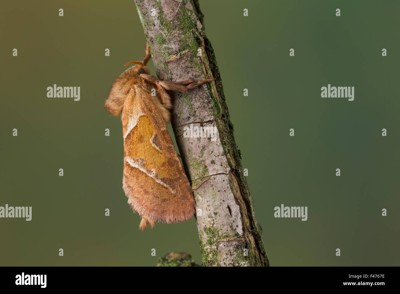 Orange Swift, Ampfer-Wurzelbohrer, Ampferwurzelbohrer, Triodia Sylvina, Triodia Reducta, Triodia Pallida, La Sylvine, Hepialidae Stockfoto