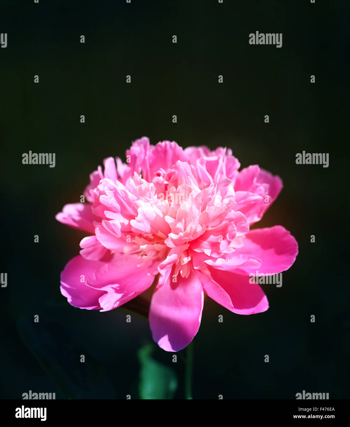 helle schöne Blume Foto rosa Pfingstrose Stockfoto
