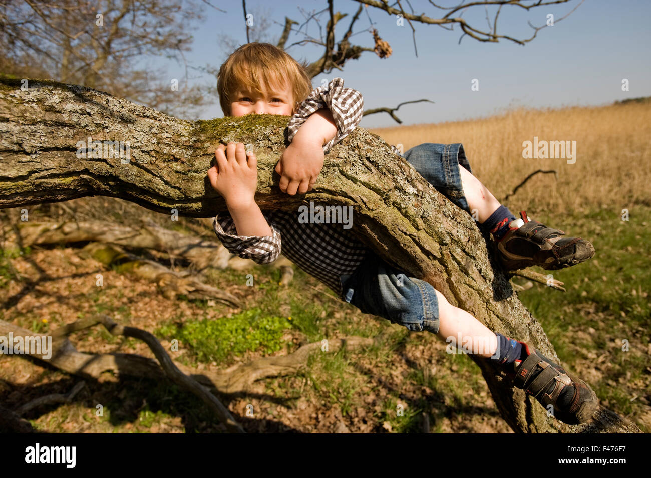 Ein Junge, das Festhalten an einem Ast, Schweden. Stockfoto