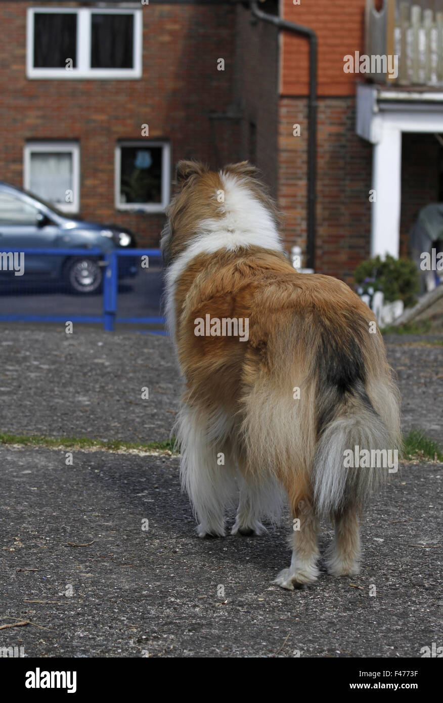 Collie warten Stockfoto