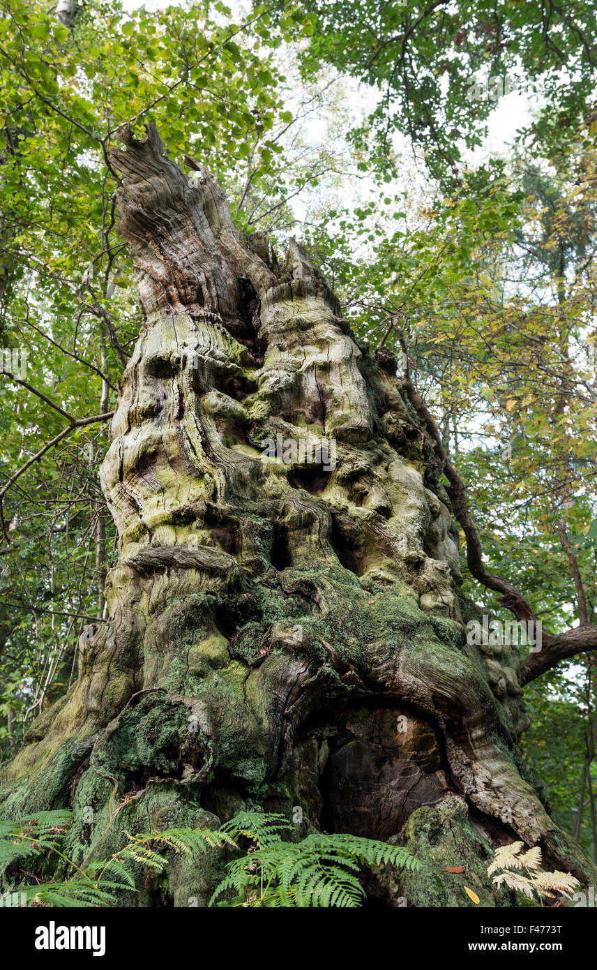 Alten Baumstumpf mit Wachstum Formen ähneln einem Holz Geist bekannt als ein grüner Mann UK Stockfoto