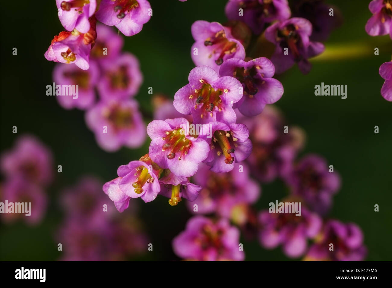 Frühling Blumen Bergenie. im Freien Schuss Stockfoto