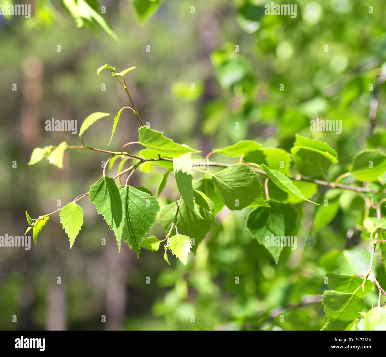 Birke Blätter Stockfoto