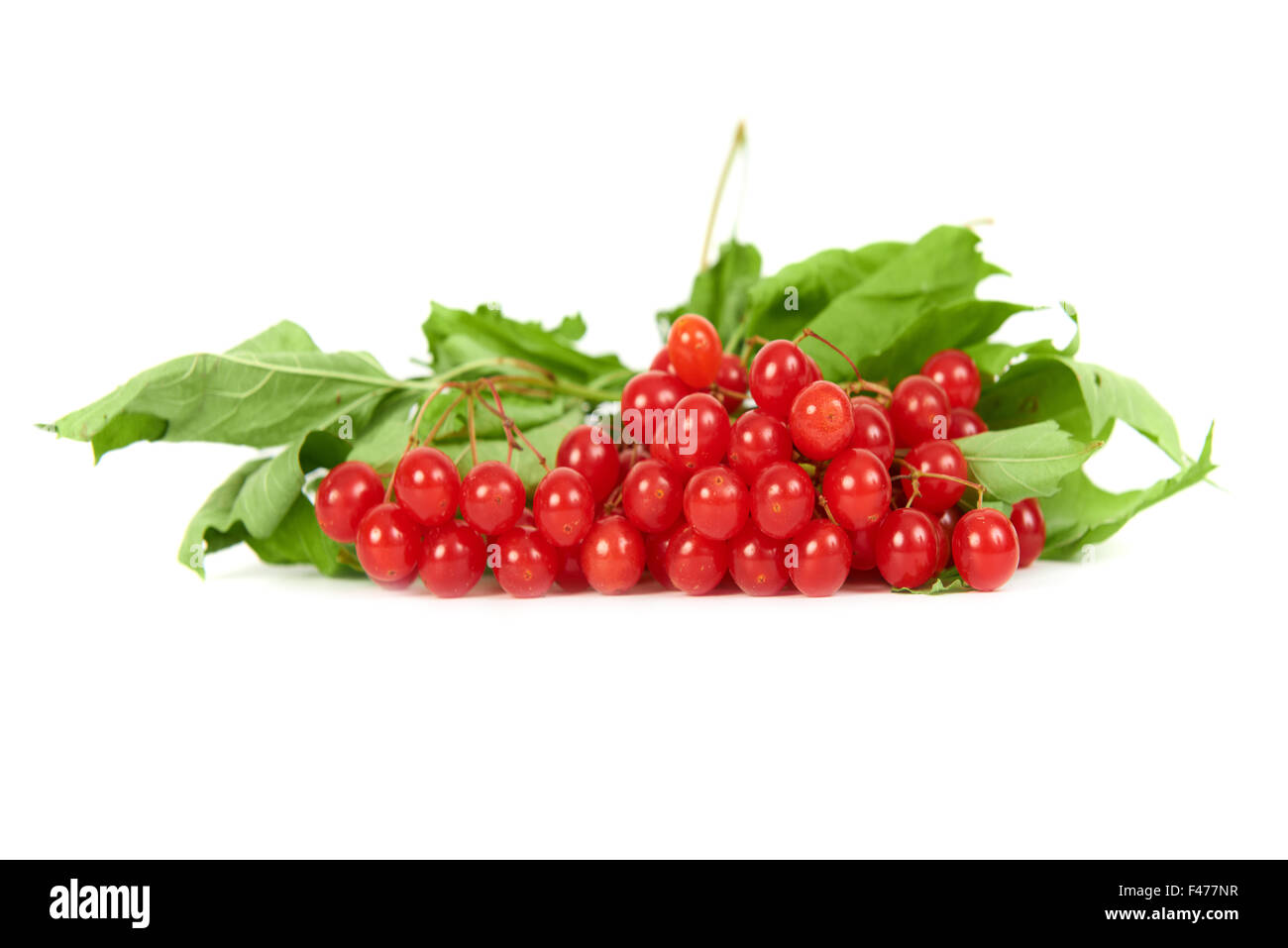 Reihe von roten Beeren - Guelder rose Stockfoto