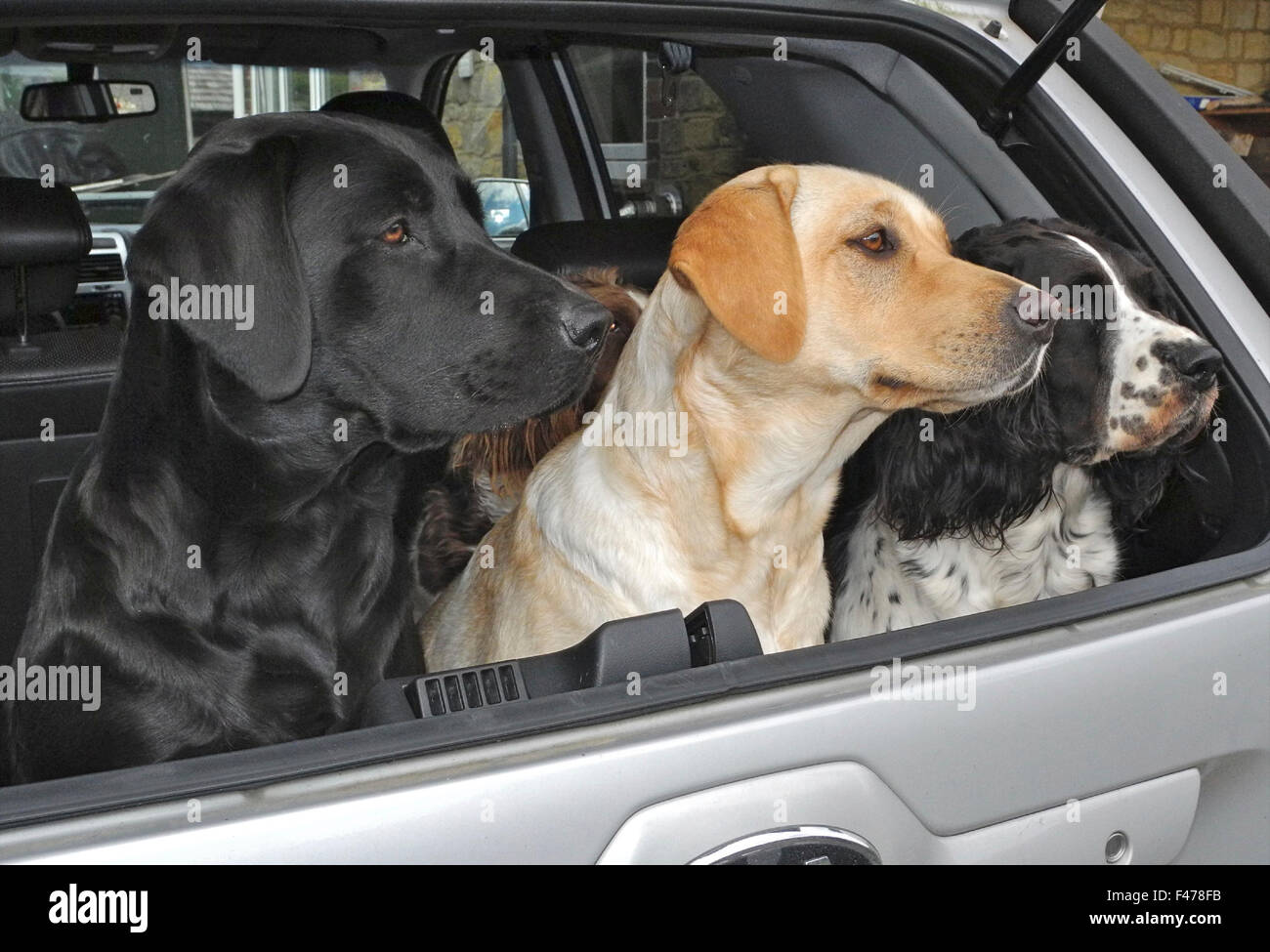Labradore und Springer Spaniels auf der Hut im Auto Alarm bellende Hunde Stockfoto