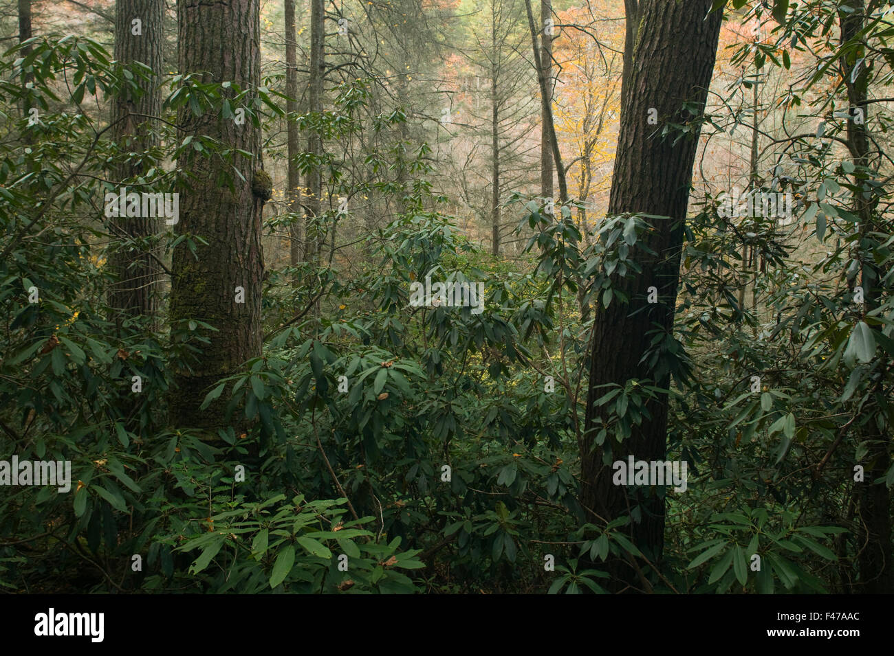 Urwald mit Hemlock und Rhododendron, Joyce Kilmer Slickrock Wildnis, North Carolina, USA. Stockfoto