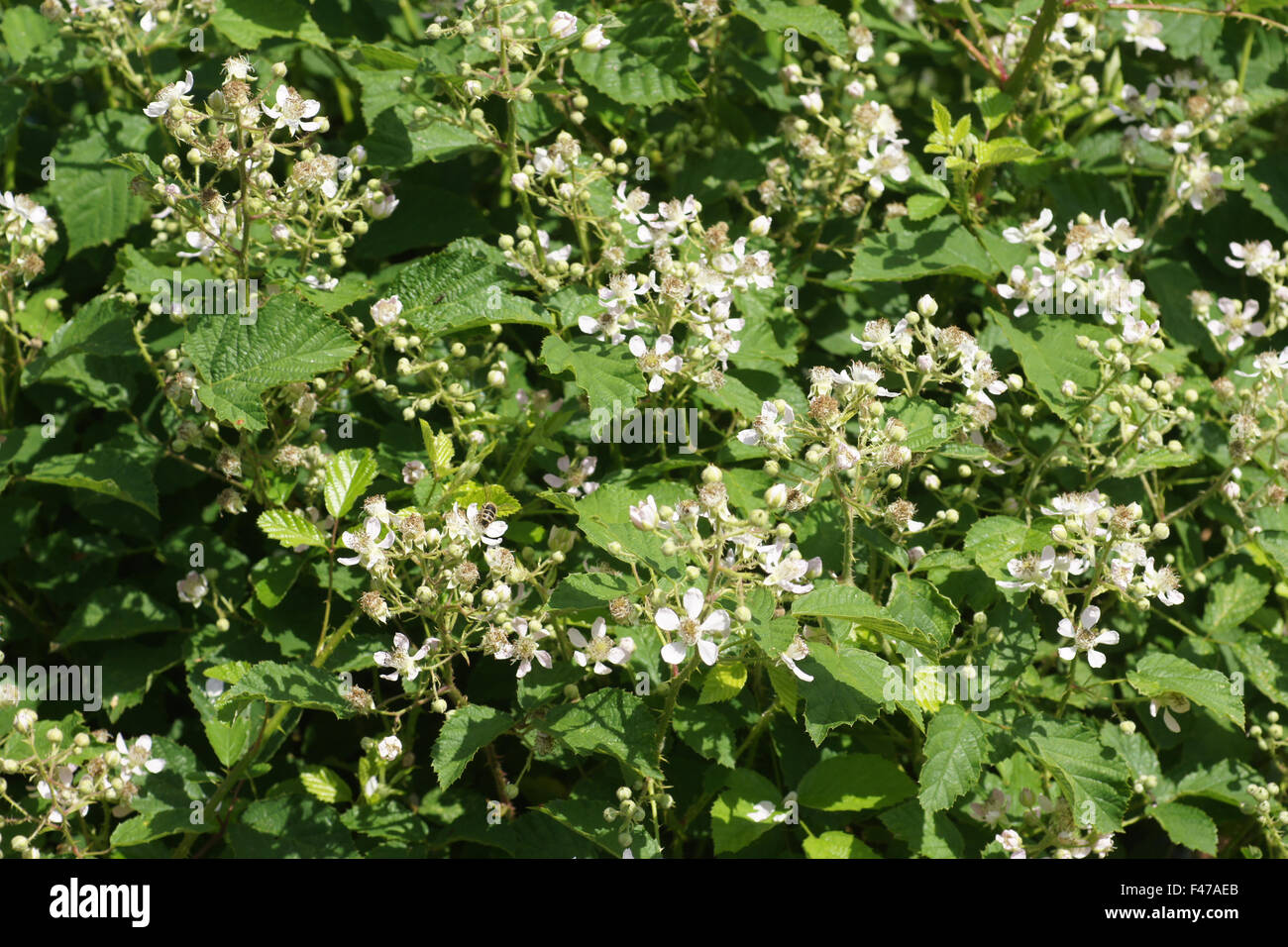 Zarte Blackberry Stockfoto