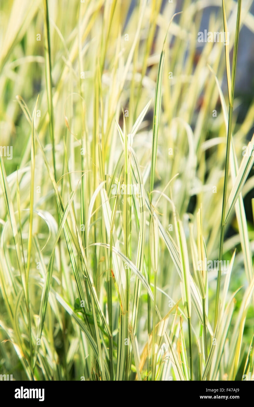 Herbst Trockenrasen. im Freien Schuss Stockfoto