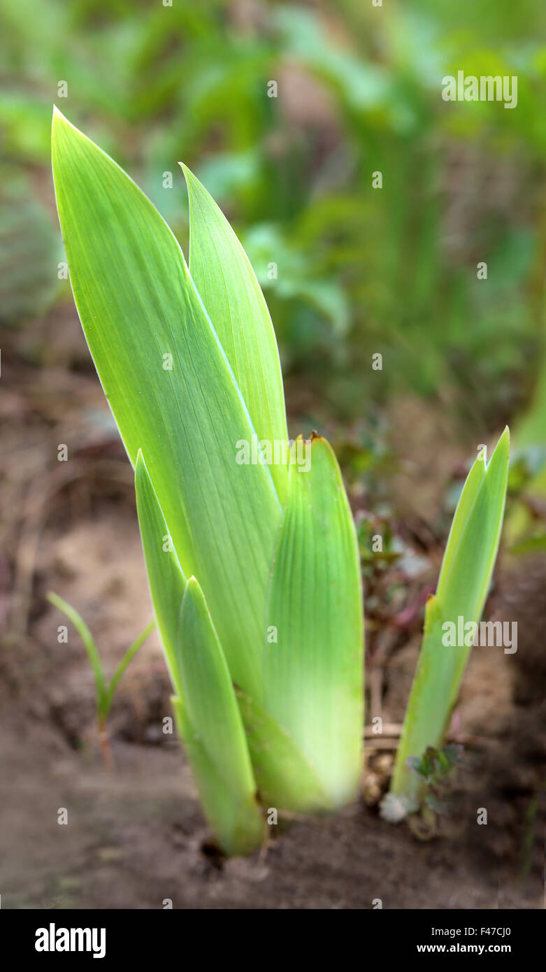 helles Frühlingsgrün sprießt im Garten Stockfoto