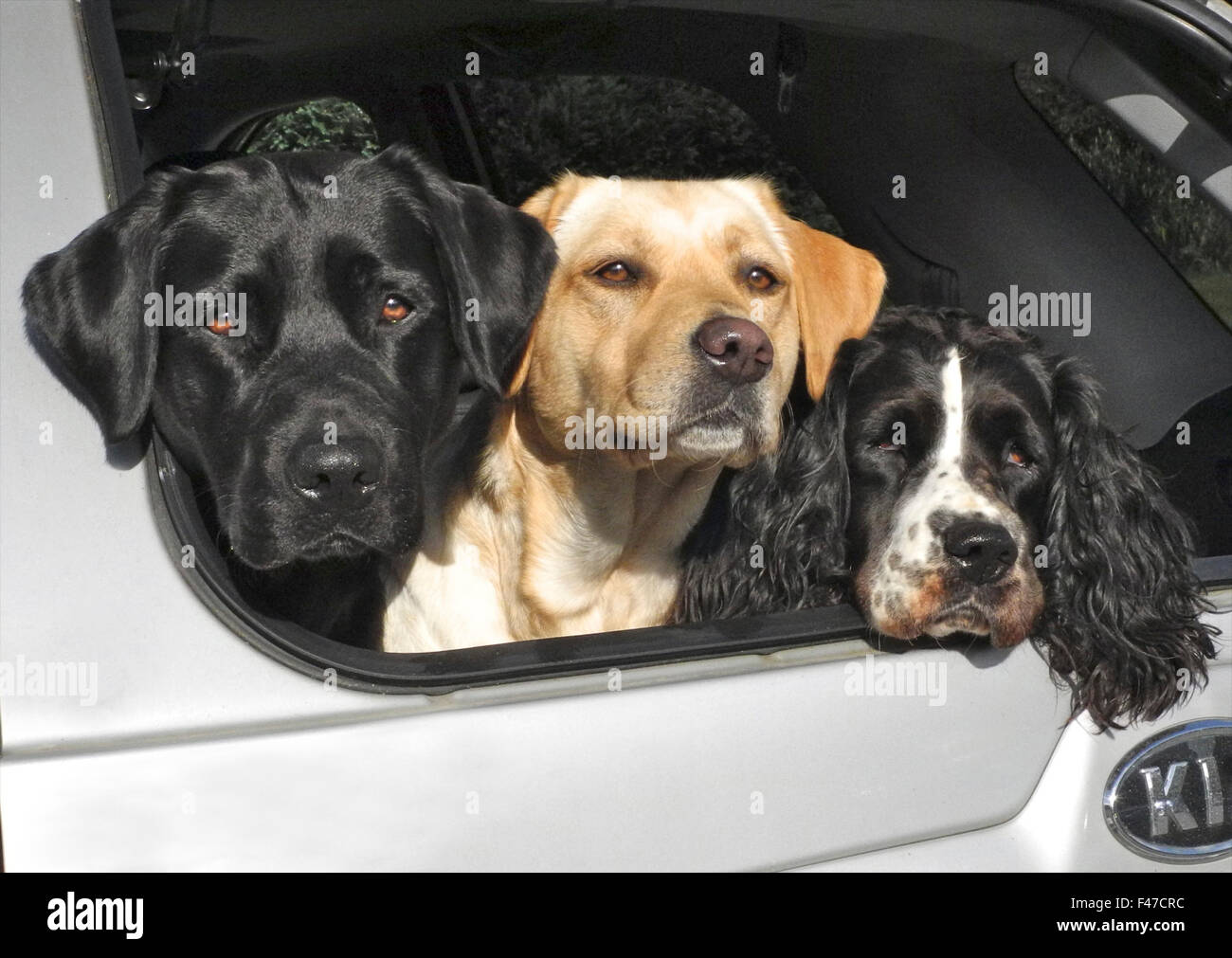 Drei Hunde im Kofferraum des Autos glücklich alarmieren Labradors Springer spaniel Stockfoto