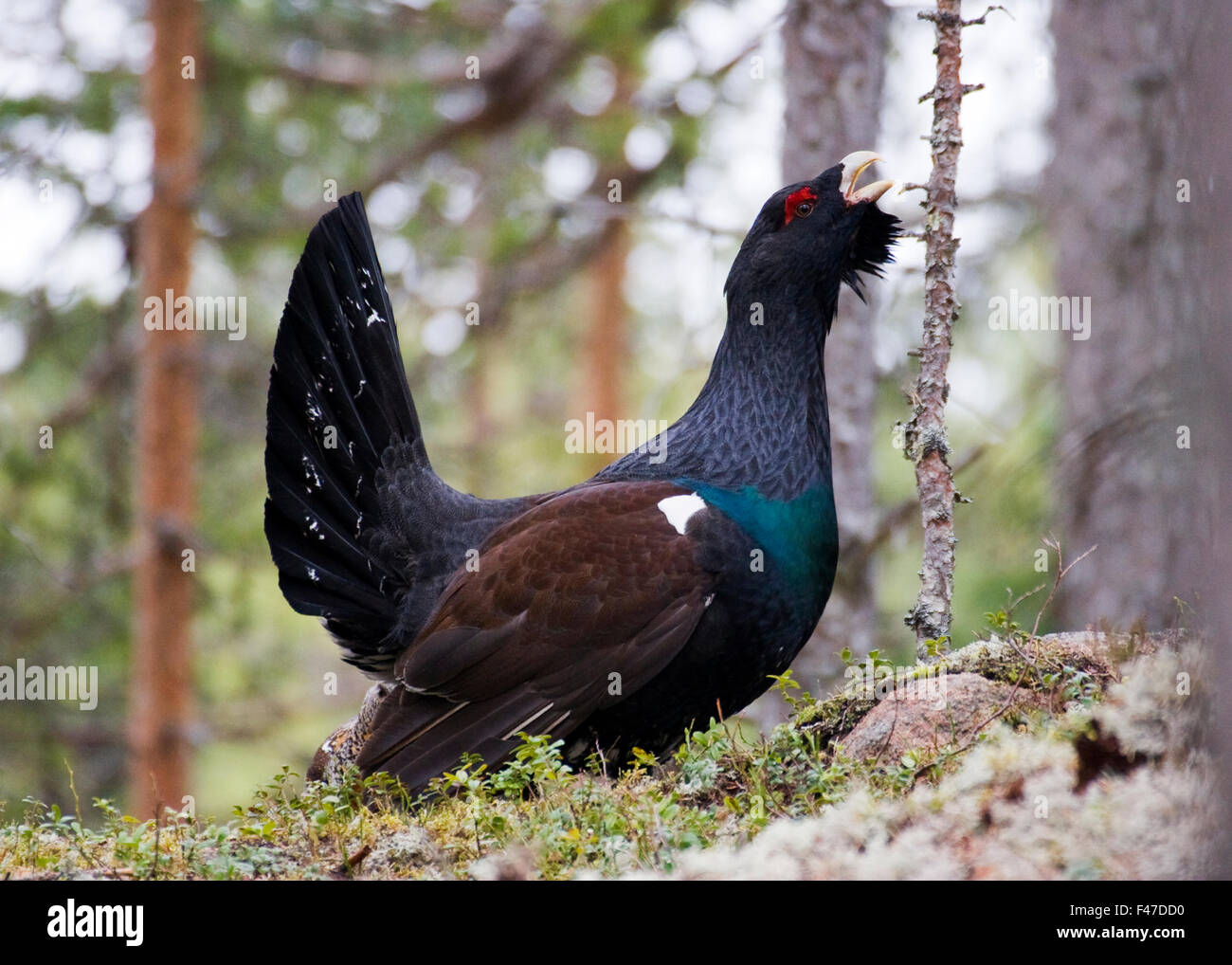 Auerhuhn im Wald, Schweden. Stockfoto