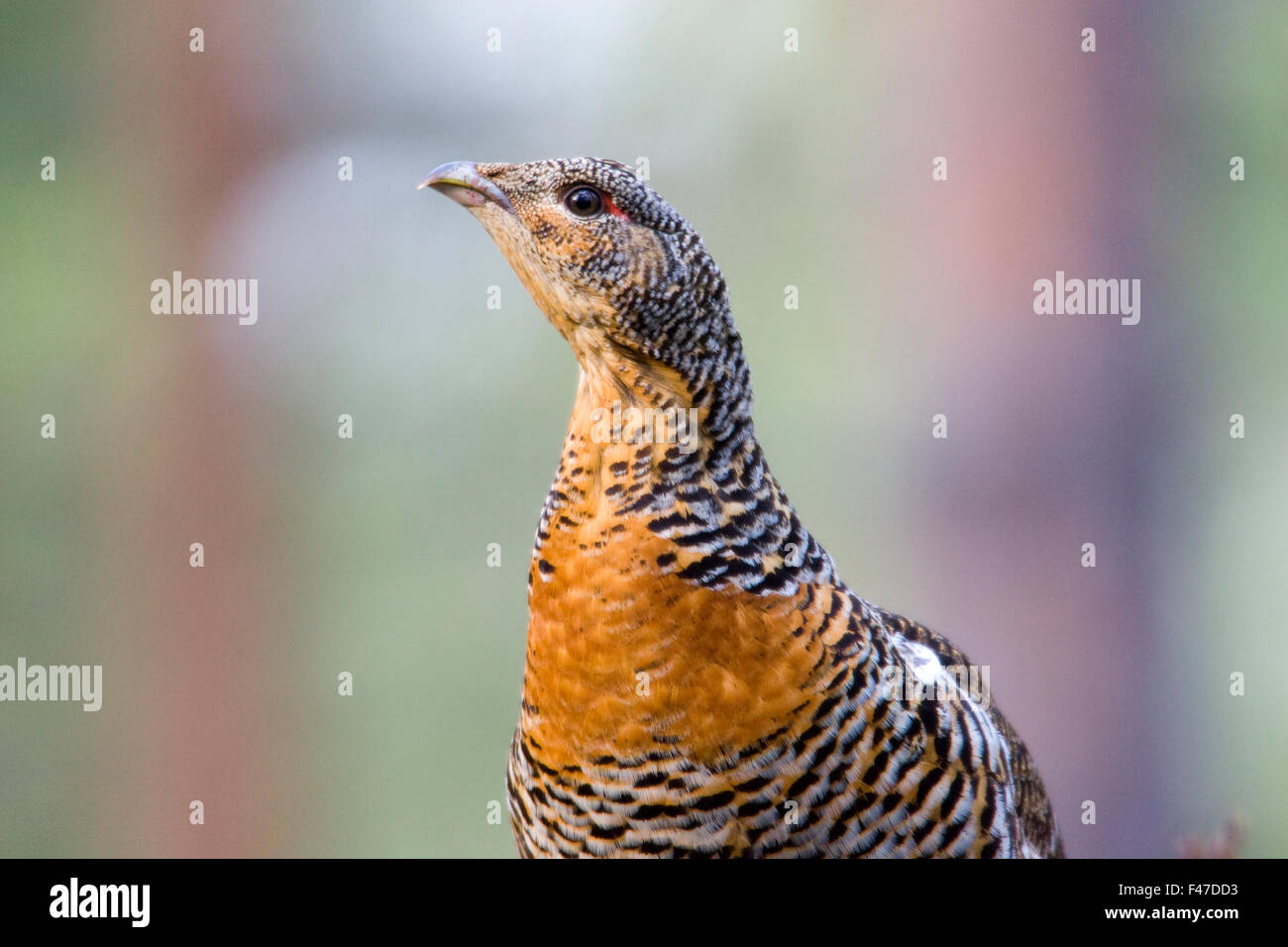 Auerhuhn im Wald, Schweden. Stockfoto