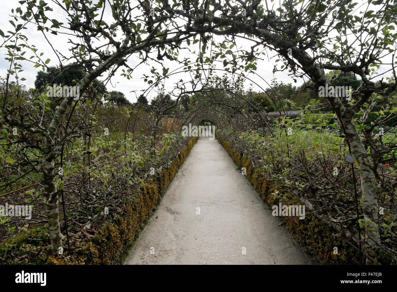 Apple Bäume über den Weg durch den Gemüsegarten am Verlorenen Gärten von Heligan, Cornwall, Großbritannien Stockfoto