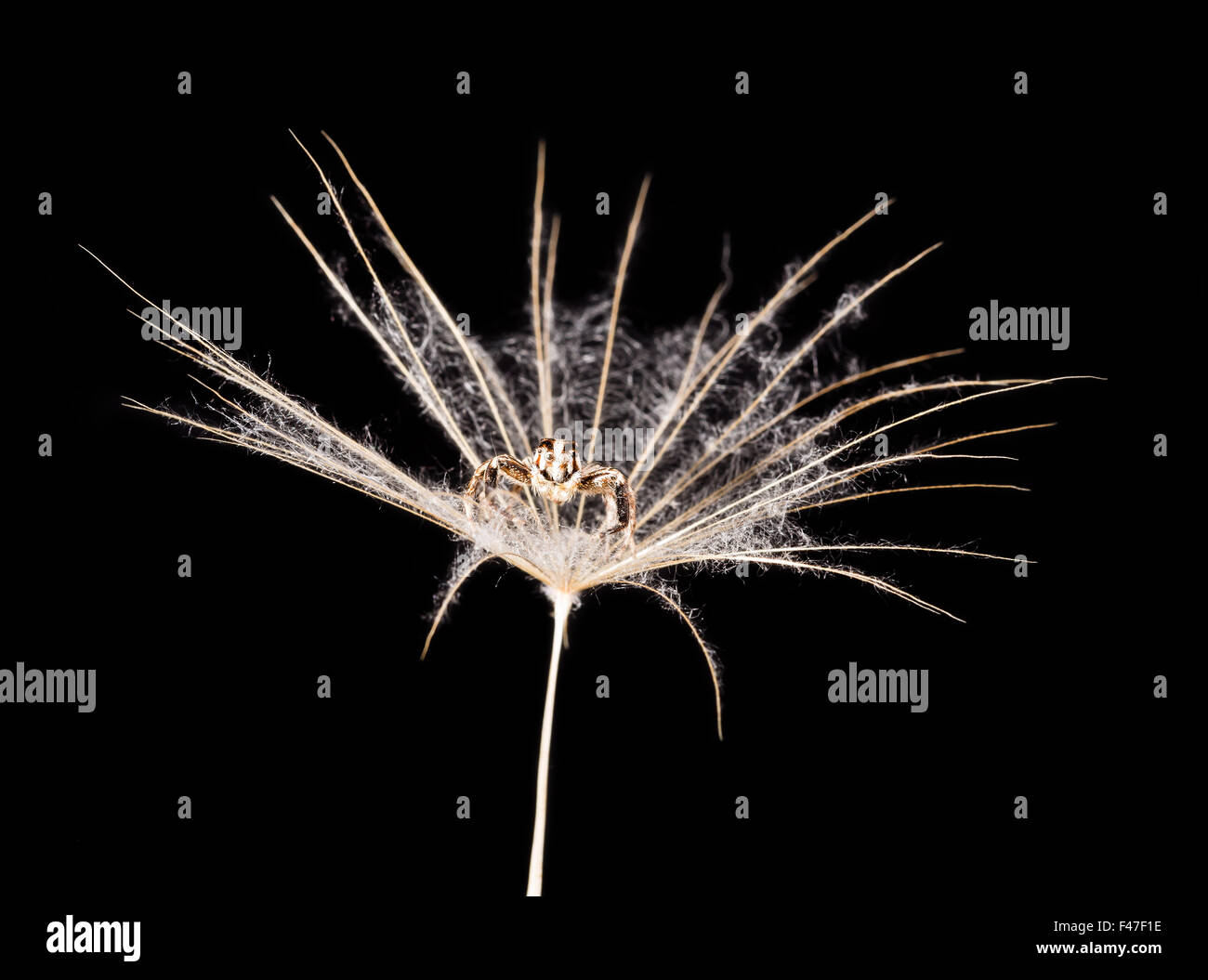 Löwenzahn Samen und Spinne Closeup auf schwarzem Hintergrund Stockfoto