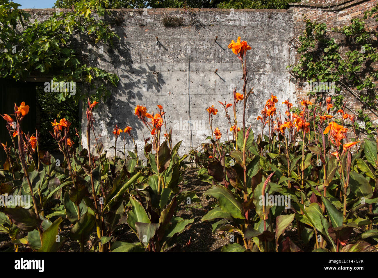 Canna Lilien wachsen im Blumengarten am Verlorenen Gärten von Heligan, Cornwall, Großbritannien Stockfoto