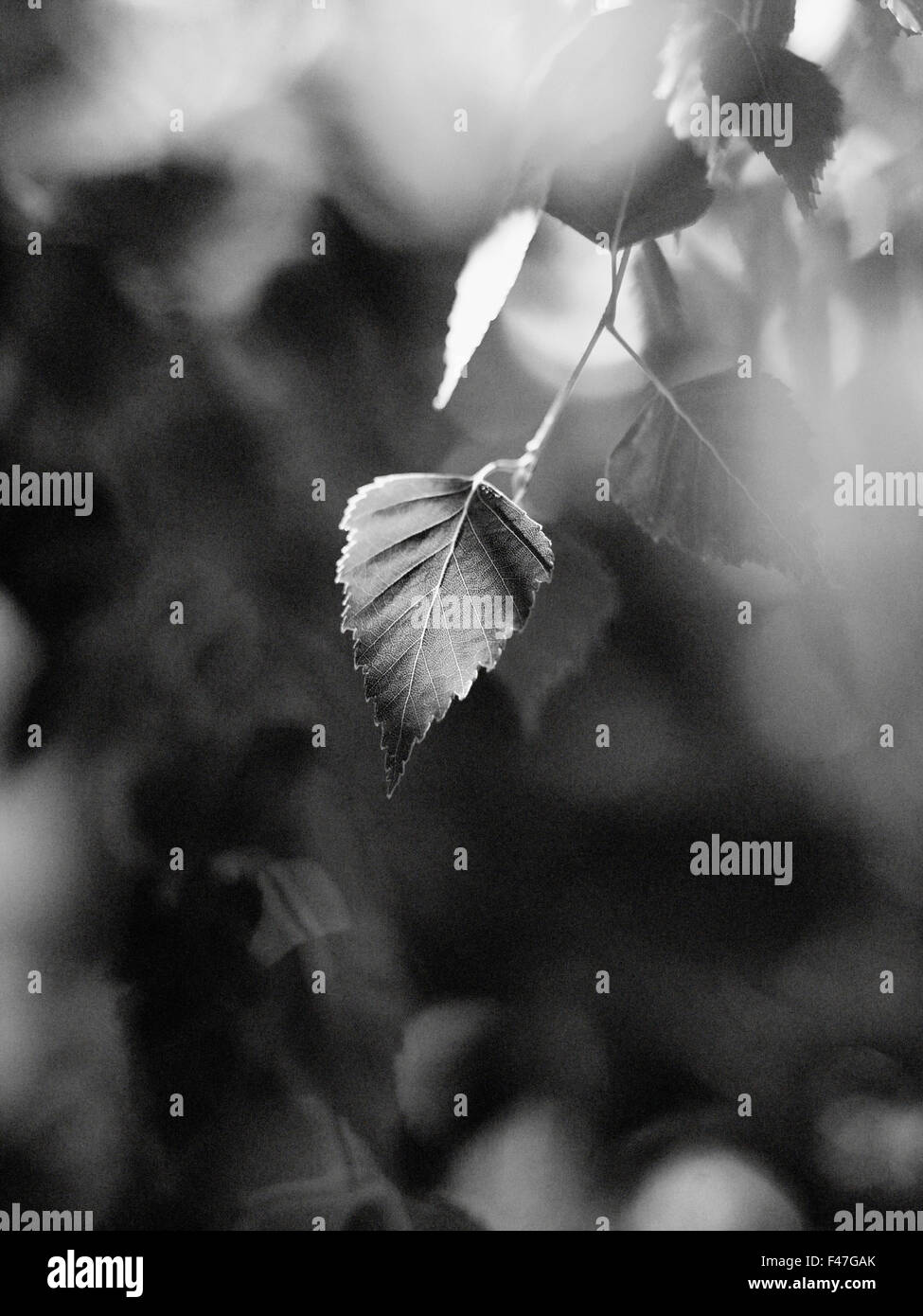 Ein Birkenblatt, close-up. Stockfoto