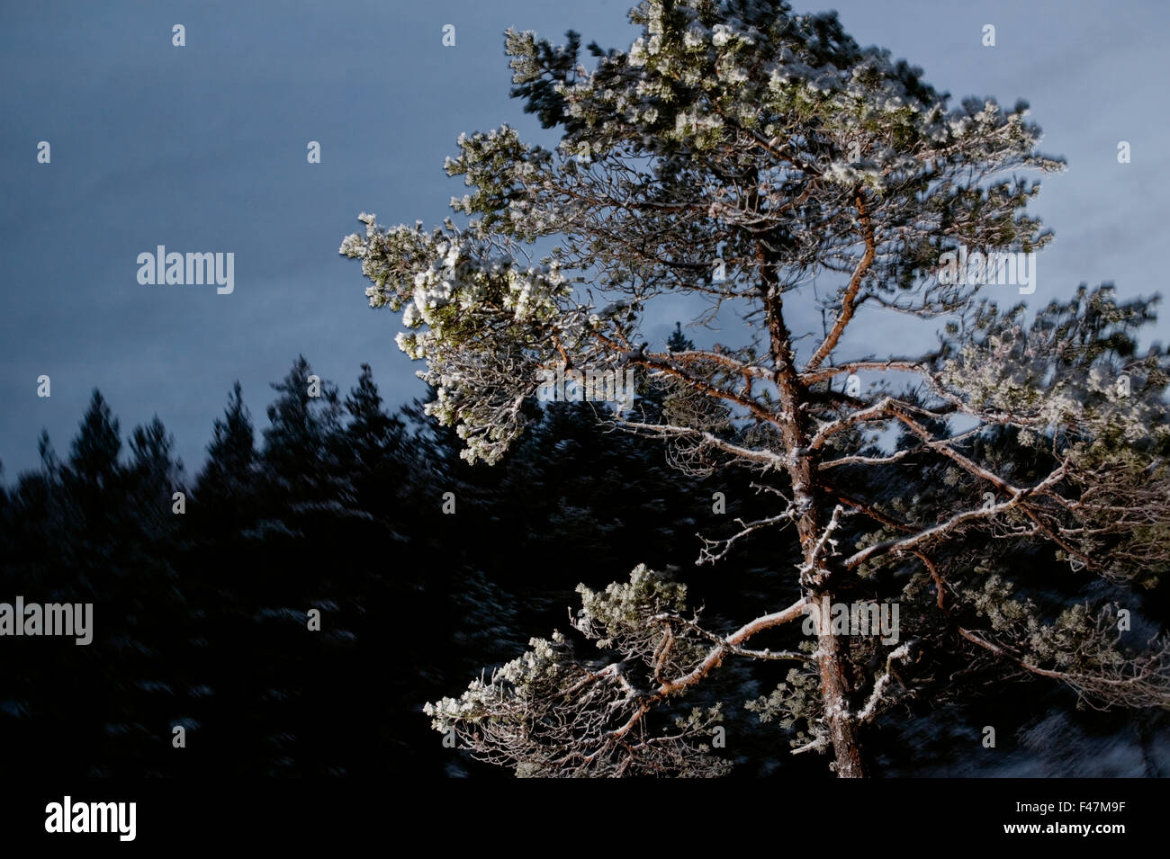 Eine Kiefer vor einem dunklen Wald, Schweden. Stockfoto