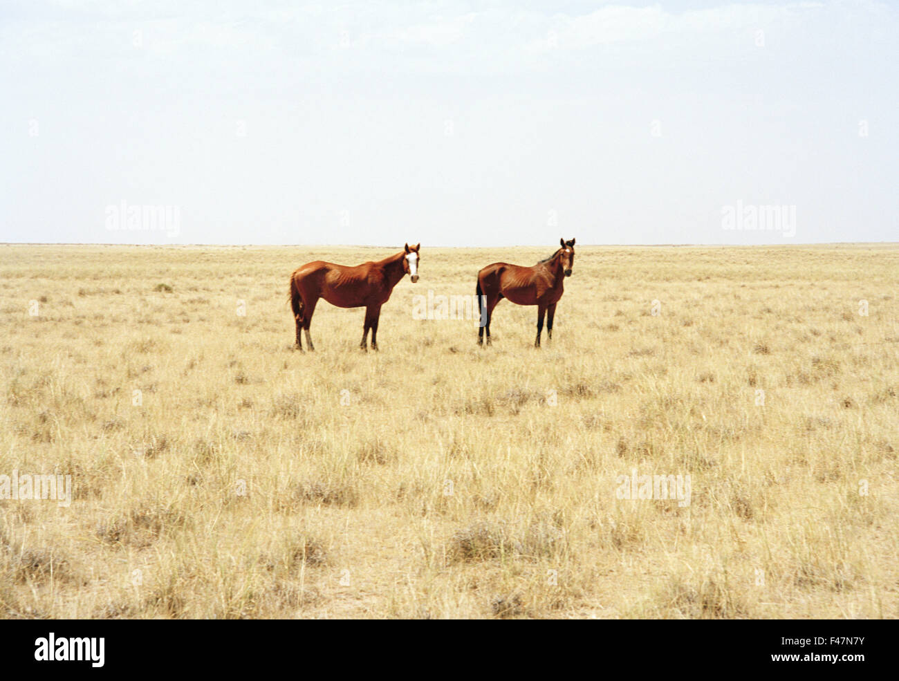 Zwei Pferde, Pampa, Argentinien. Stockfoto